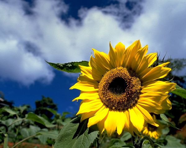 Sonnenblume